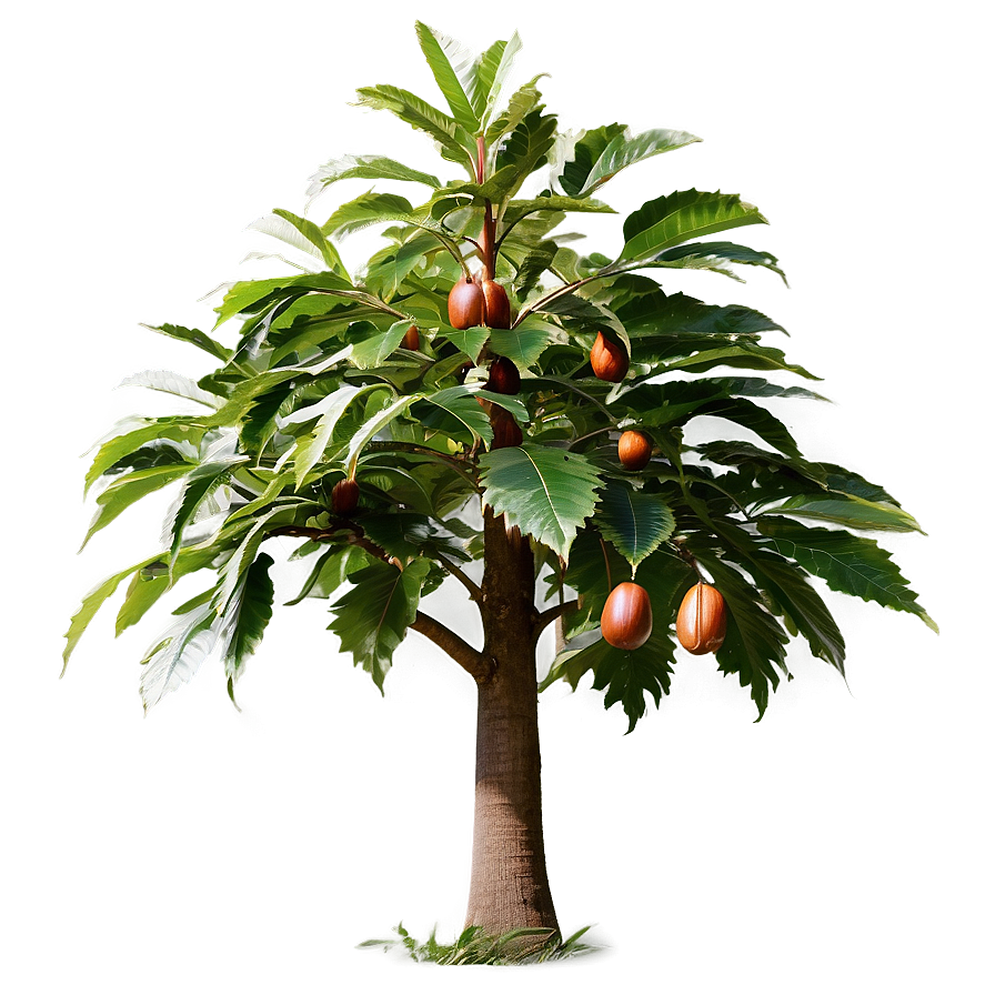 Chestnut Tree Png Bmg71 PNG Image