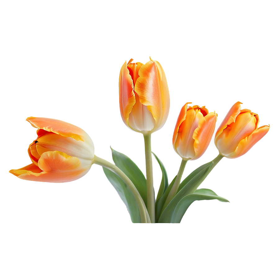 Chic Orange Tulip Png Vrf PNG Image