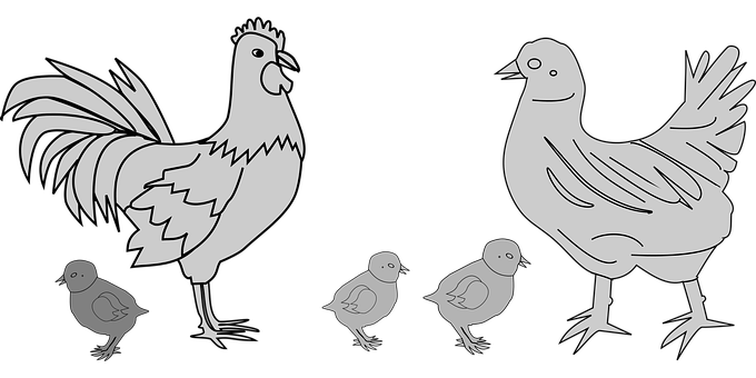 Chicken Family Silhouette PNG Image