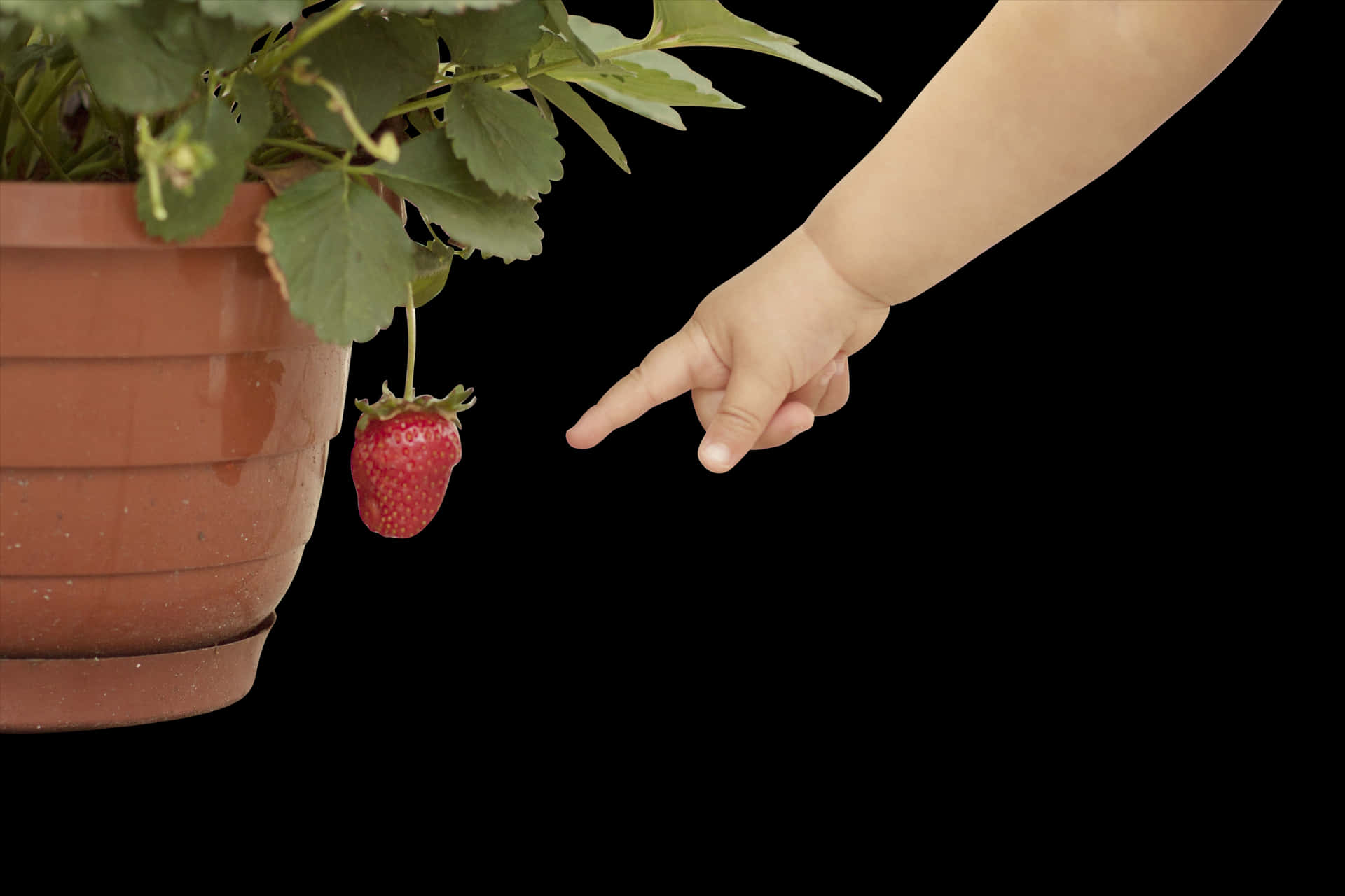 Child Pointingat Strawberry PNG Image