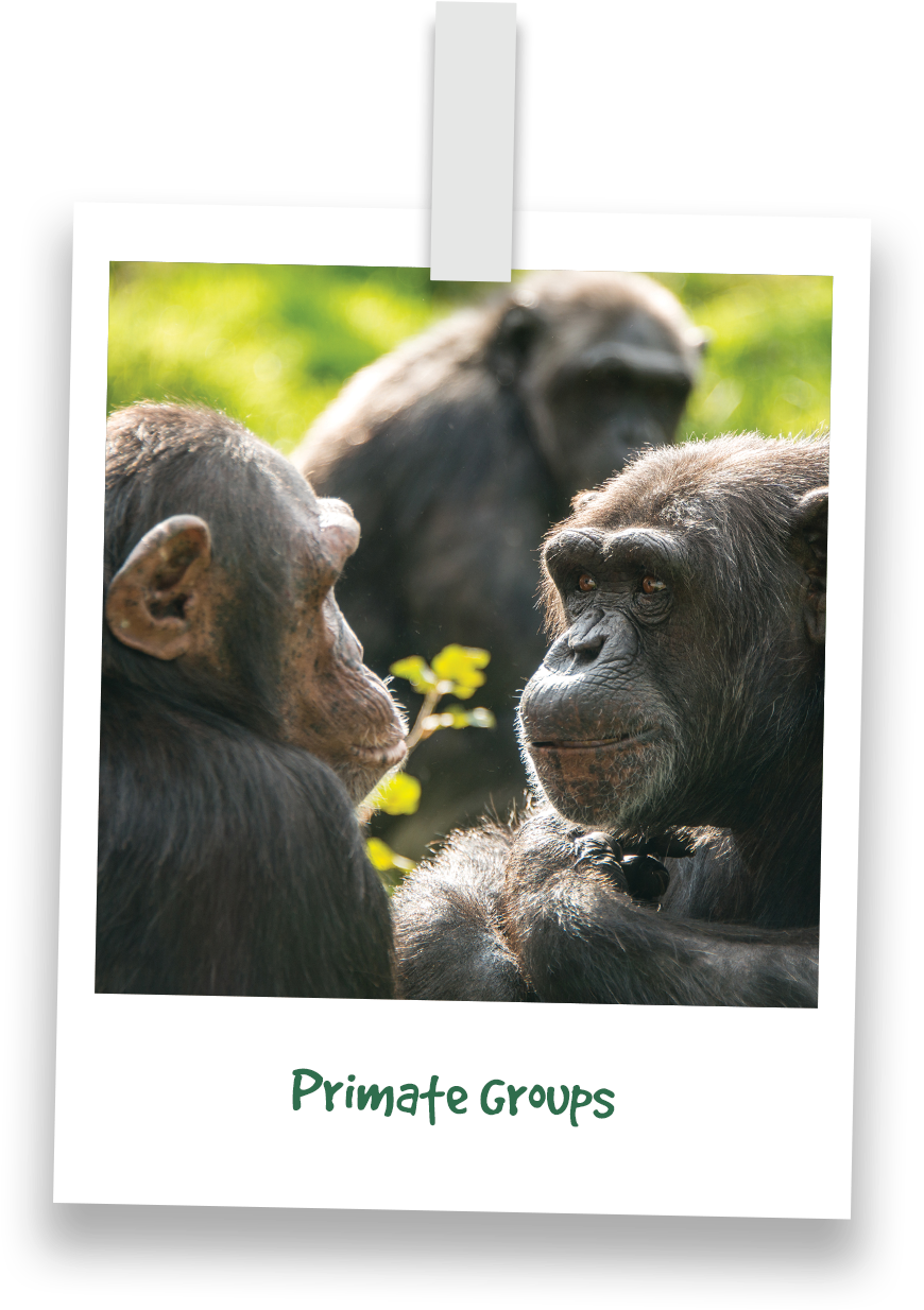 Chimpanzee Encounterin Greenery PNG Image