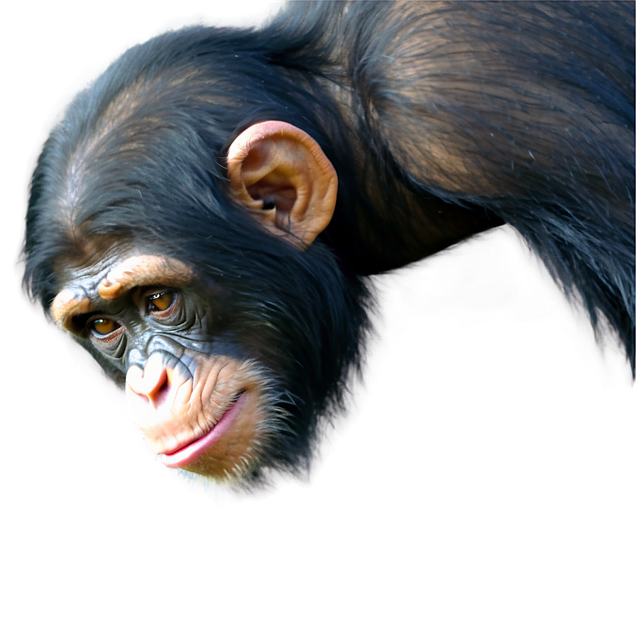 Chimpanzee Observing Surroundings Png 70 PNG Image