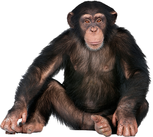 Chimpanzee Portrait Isolated PNG Image