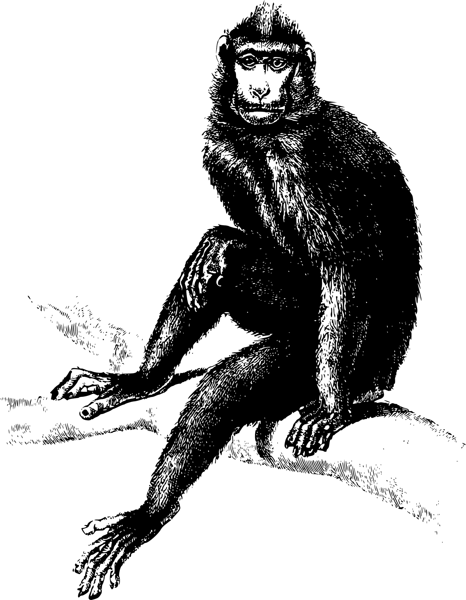 Chimpanzee Sketch Illustration PNG Image