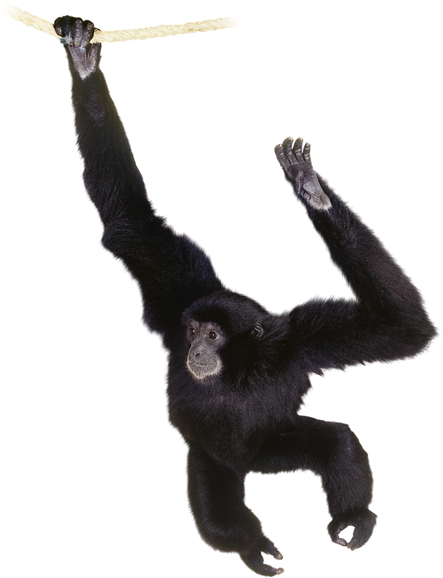 Chimpanzee Swingingon Rope PNG Image