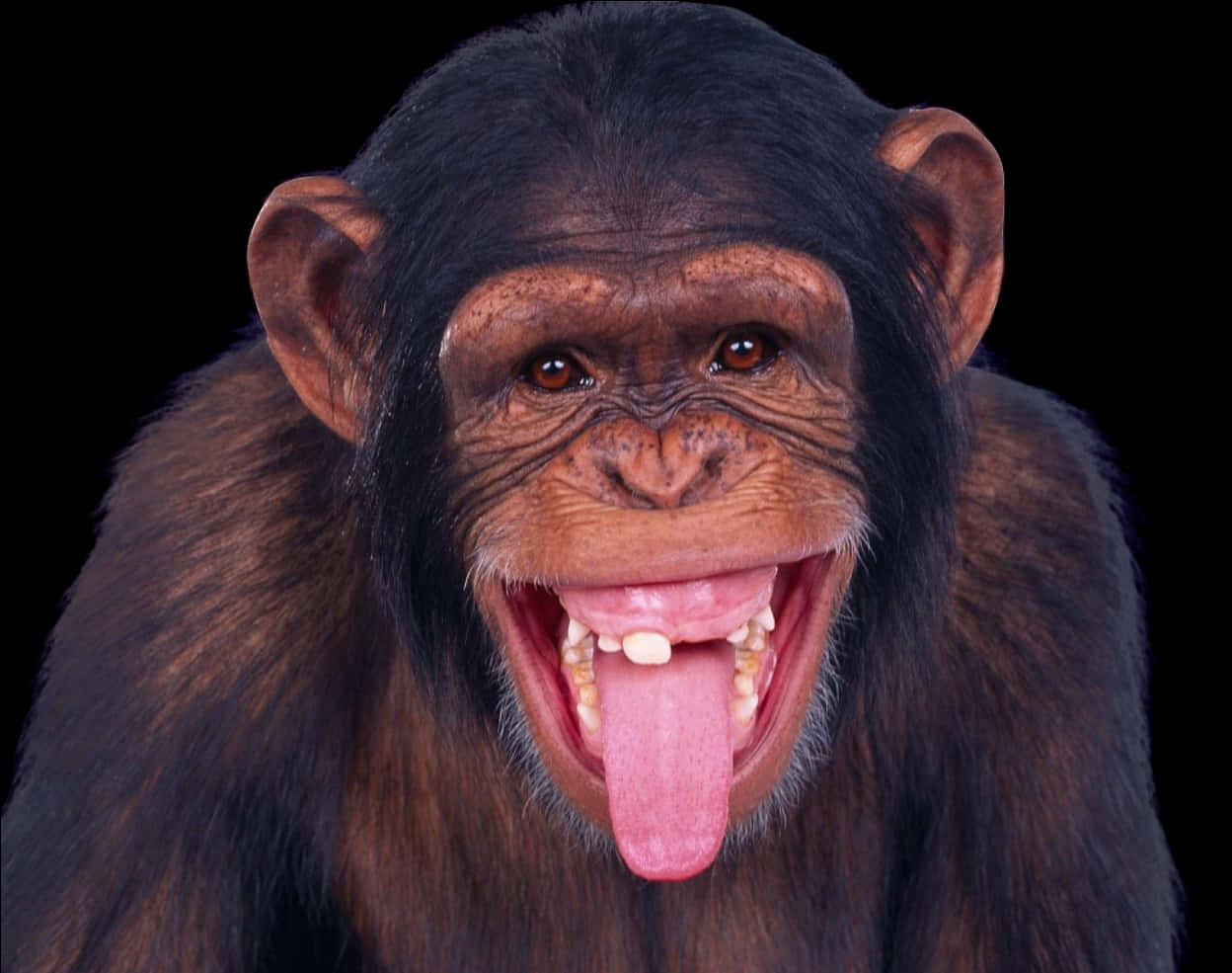 Chimpanzee With Open Mouth PNG Image