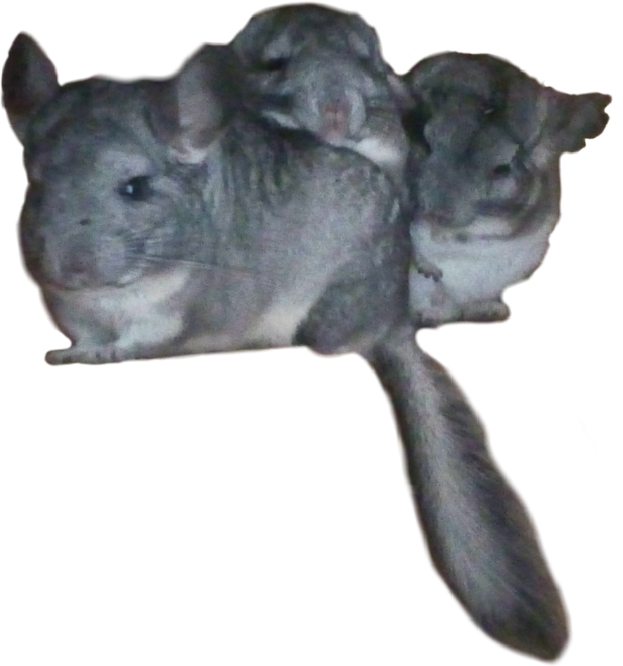 Chinchilla Family Cuddling.png PNG Image