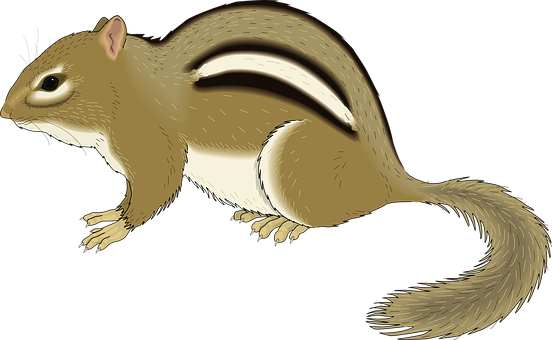 Chipmunk_ Illustration_ Vector PNG Image