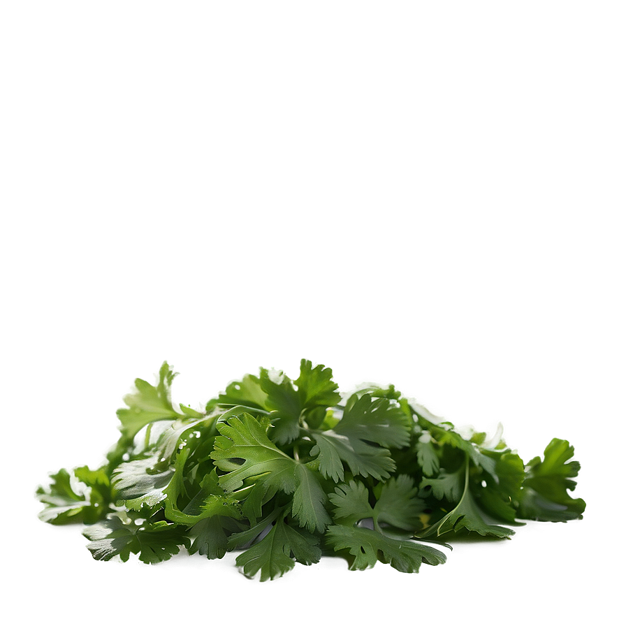 Chopped Cilantro Png Lif6 PNG Image