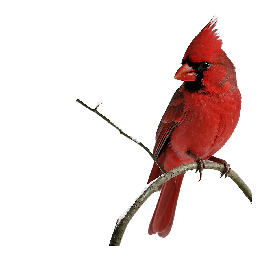 Christmas Cardinal Png Pgl68 PNG Image