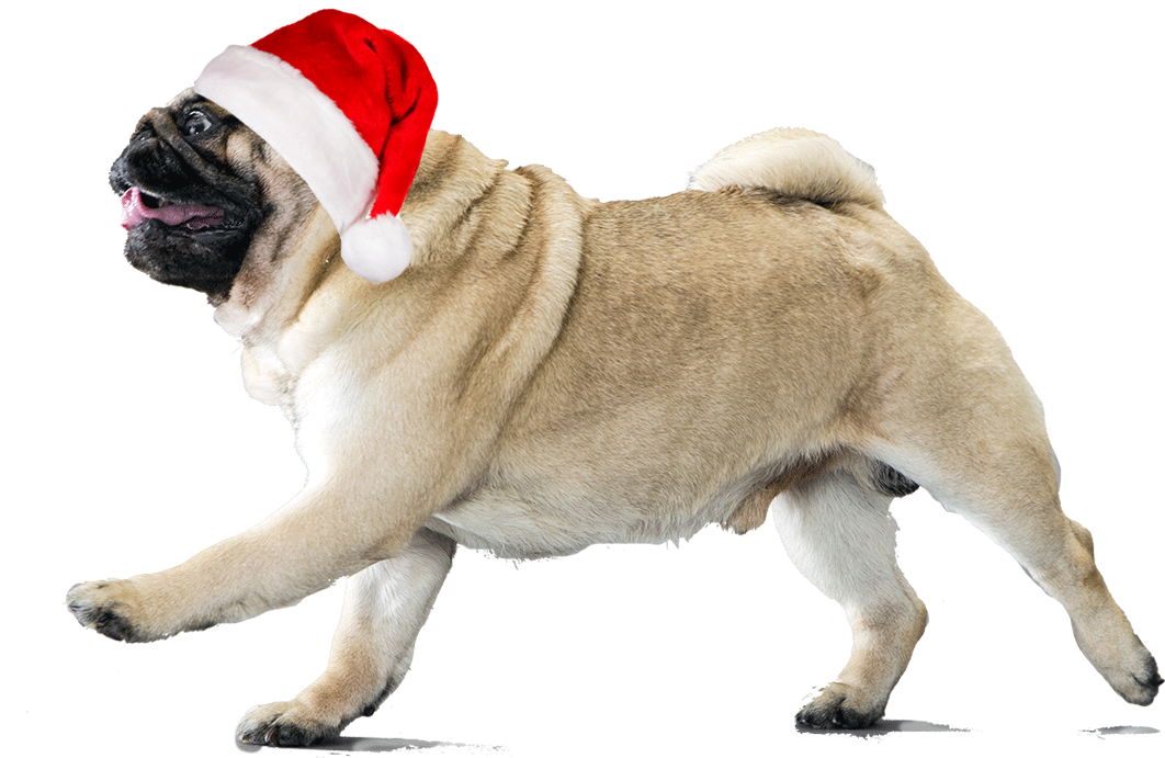 Christmas Pugin Santa Hat PNG Image