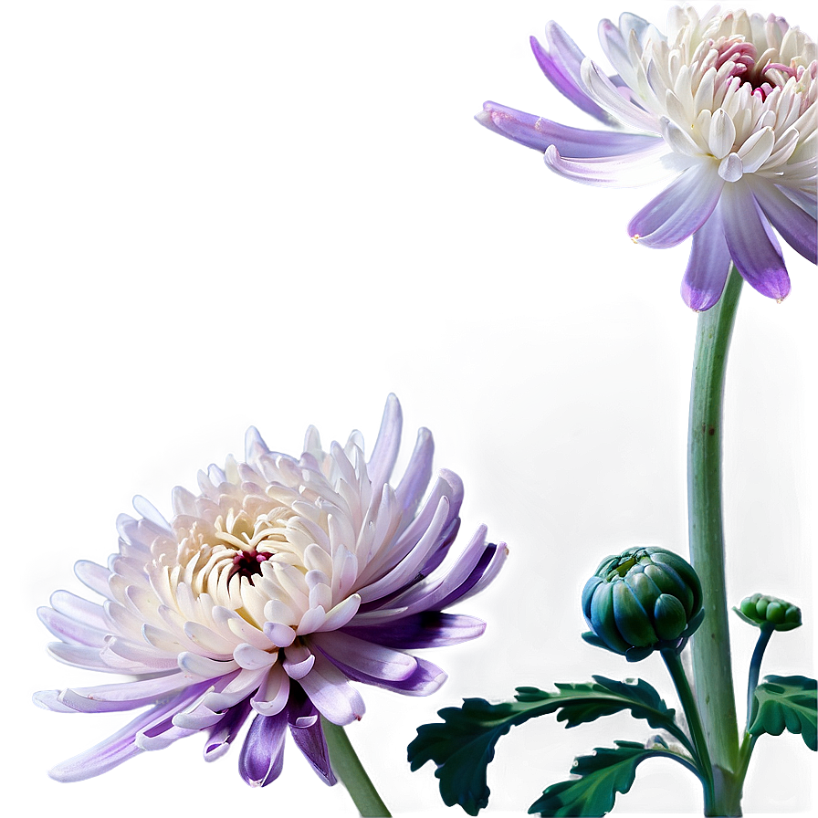 Chrysanthemum A PNG Image