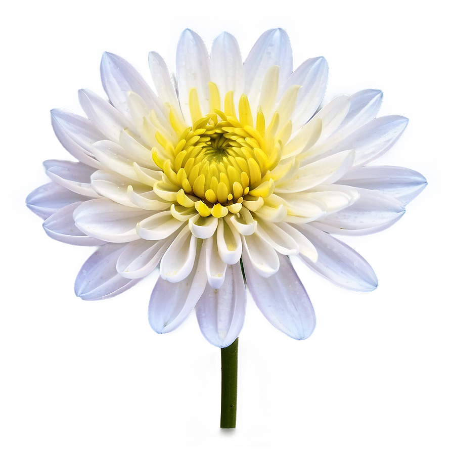 Chrysanthemum B PNG Image