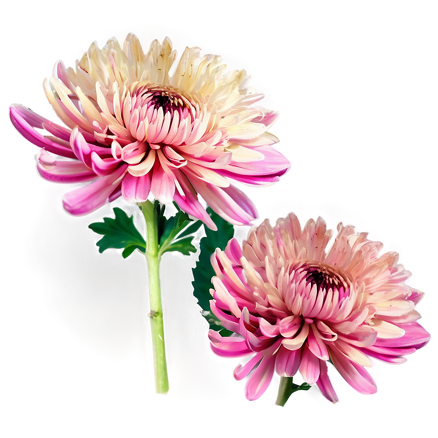 Chrysanthemum Bouquet Png 65 PNG Image