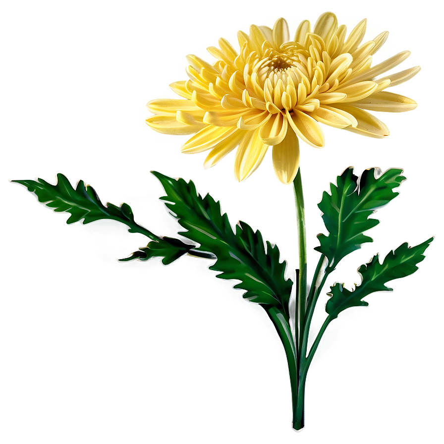 Chrysanthemum Bouquet Png Mgy PNG Image