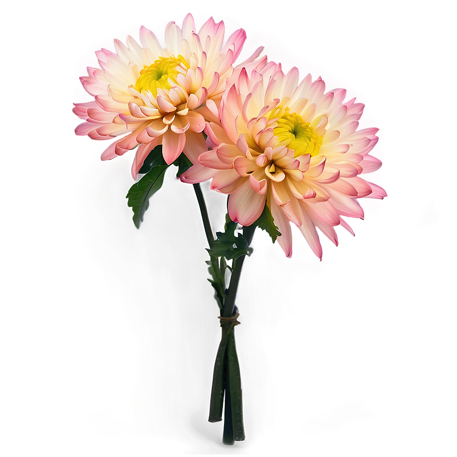 Chrysanthemum Bouquet Png Sfv93 PNG Image