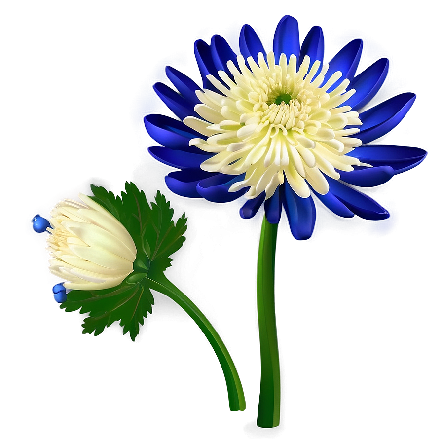 Chrysanthemum Cultural Symbol Png 93 PNG Image