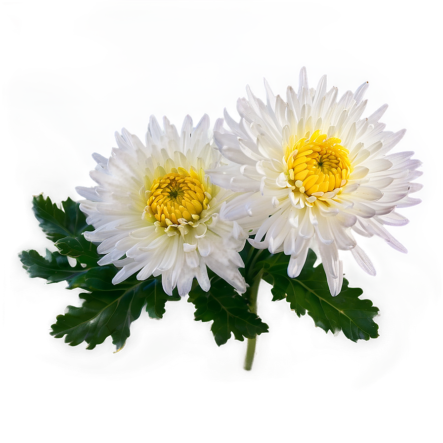 Chrysanthemum Edible Variety Png 17 PNG Image