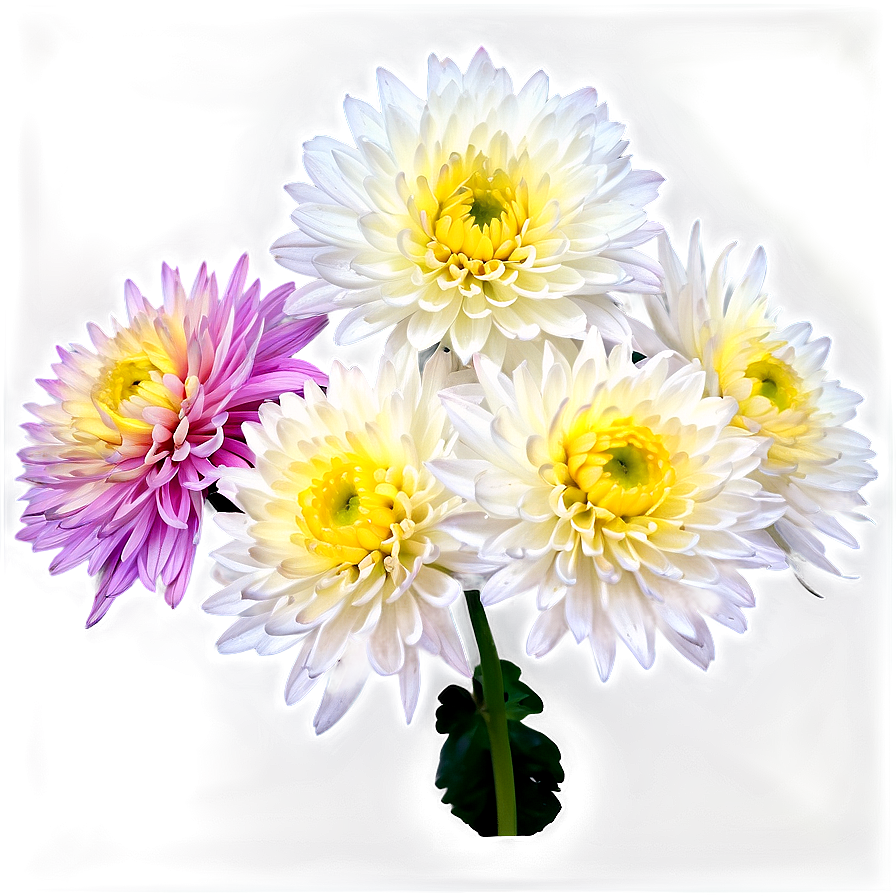 Chrysanthemum Edible Variety Png 64 PNG Image