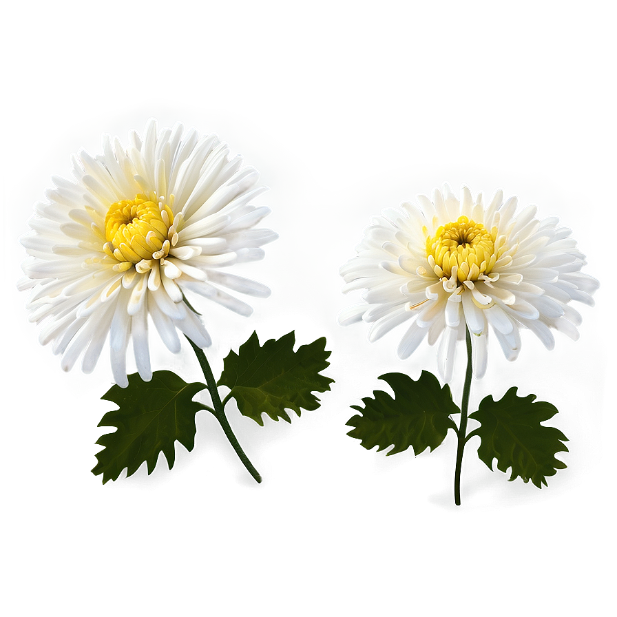 Chrysanthemum Festival Celebration Png Rrk83 PNG Image