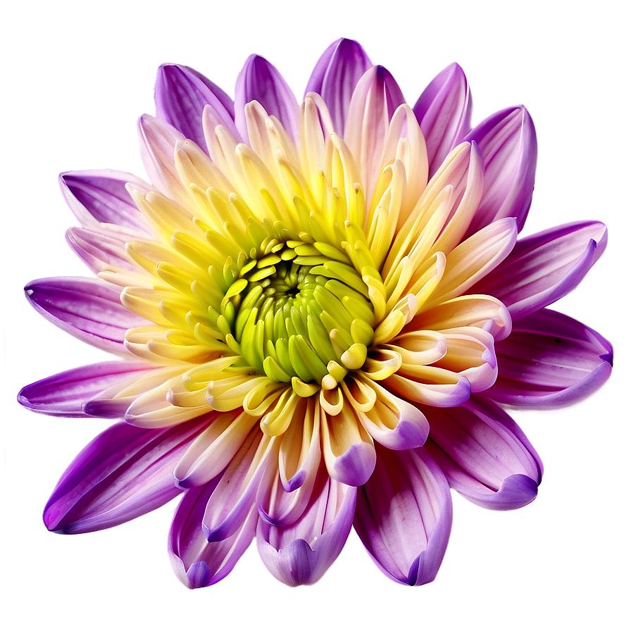 Chrysanthemum Floral Wallpaper Png Jem47 PNG Image