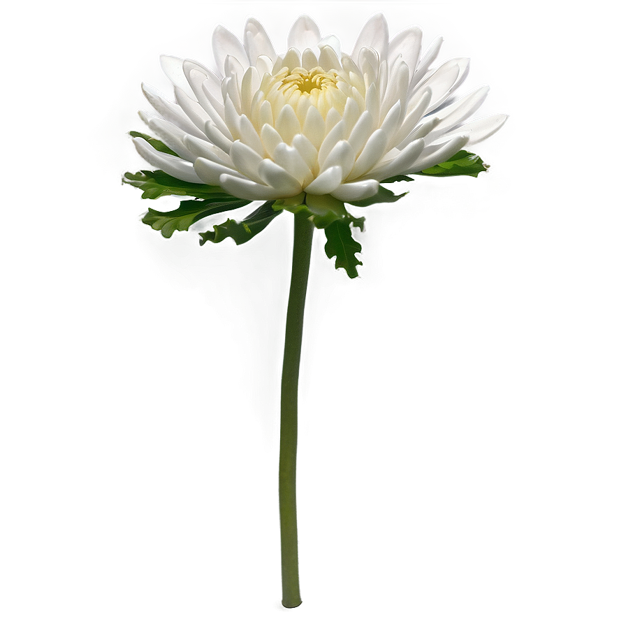 Chrysanthemum Flower Transparent Png Pid PNG Image