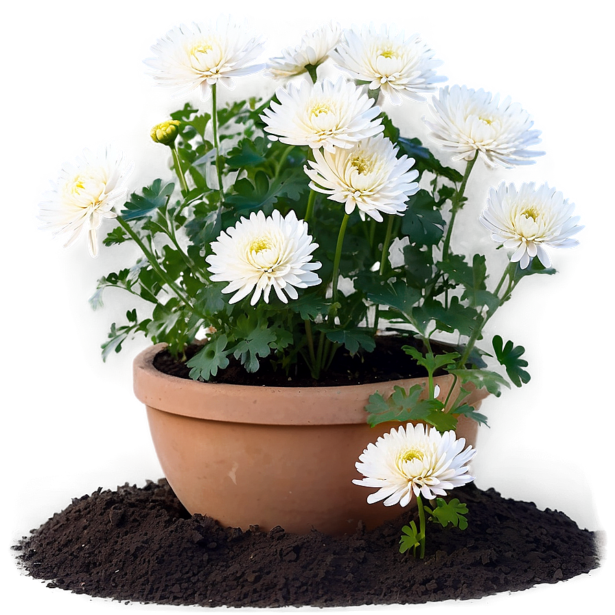 Chrysanthemum Gardening Tips Png 06112024 PNG Image