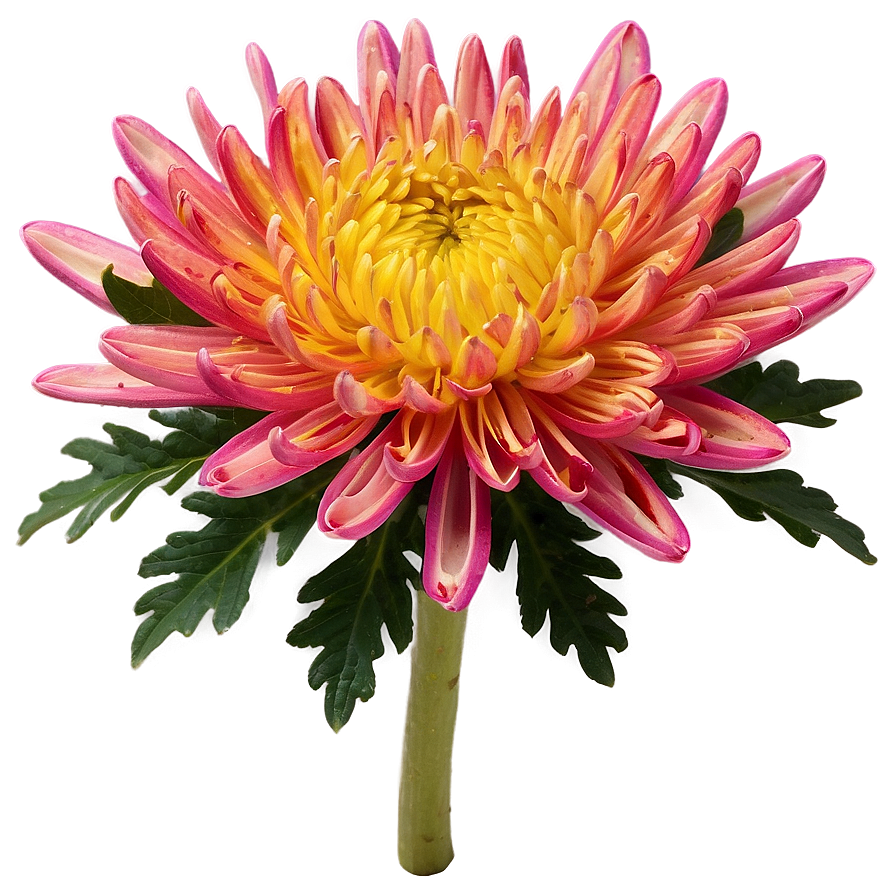 Chrysanthemum Herbal Remedy Png 72 PNG Image