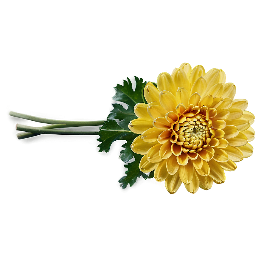 Chrysanthemum In Vase Png Qnc81 PNG Image