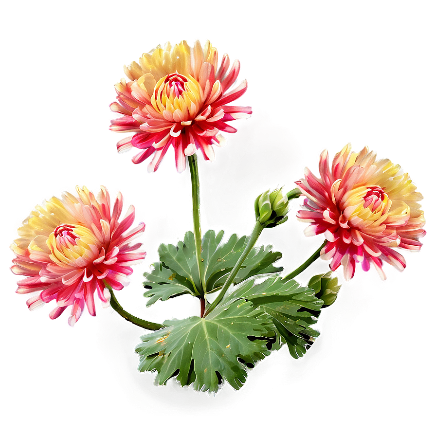 Chrysanthemum Landscape View Png 06112024 PNG Image