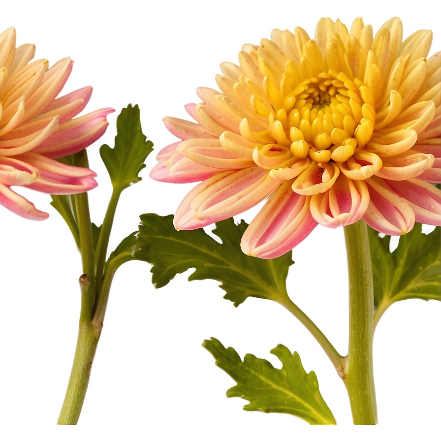 Chrysanthemum Macro Photography Png 37 PNG Image