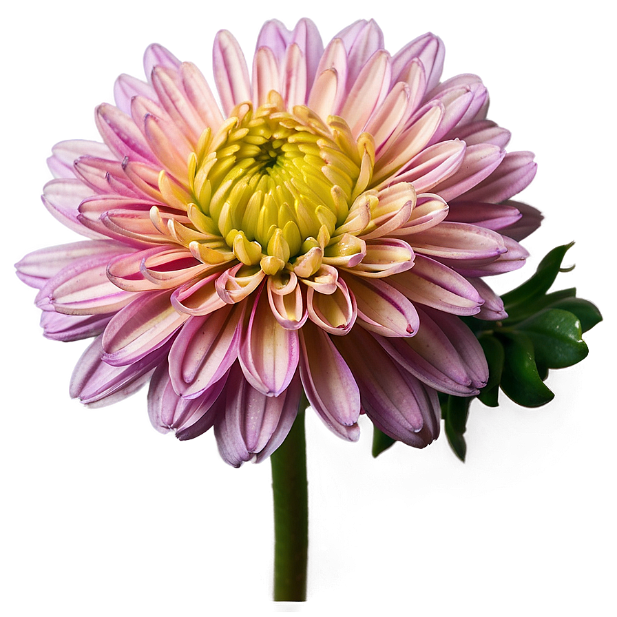 Chrysanthemum Macro Photography Png Evh PNG Image