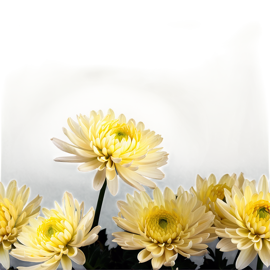 Chrysanthemum Under Moonlight Png 06112024 PNG Image