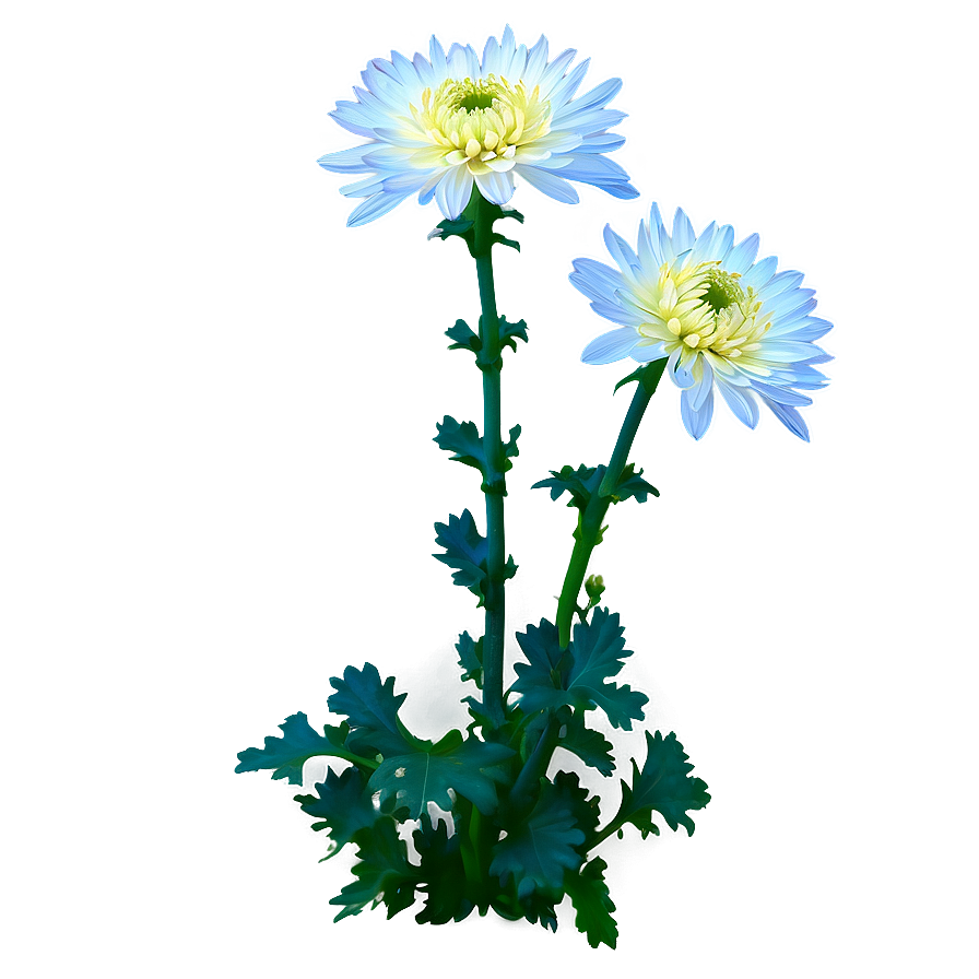 Chrysanthemum Under Moonlight Png Nqk PNG Image