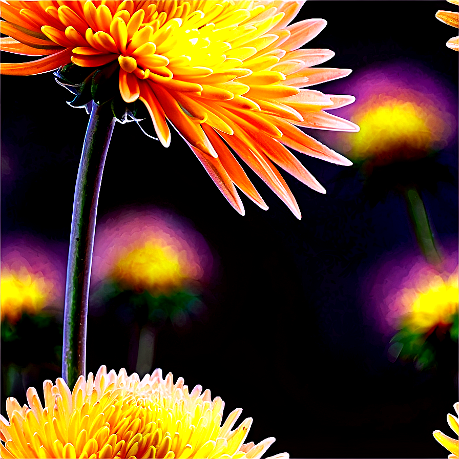 Chrysanthemum Under Moonlight Png Xka6 PNG Image