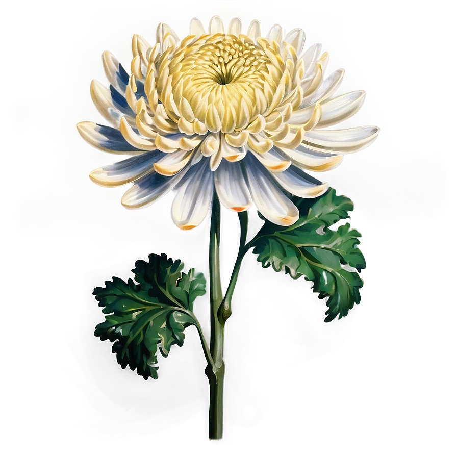 Chrysanthemum Vintage Botanical Png 33 PNG Image