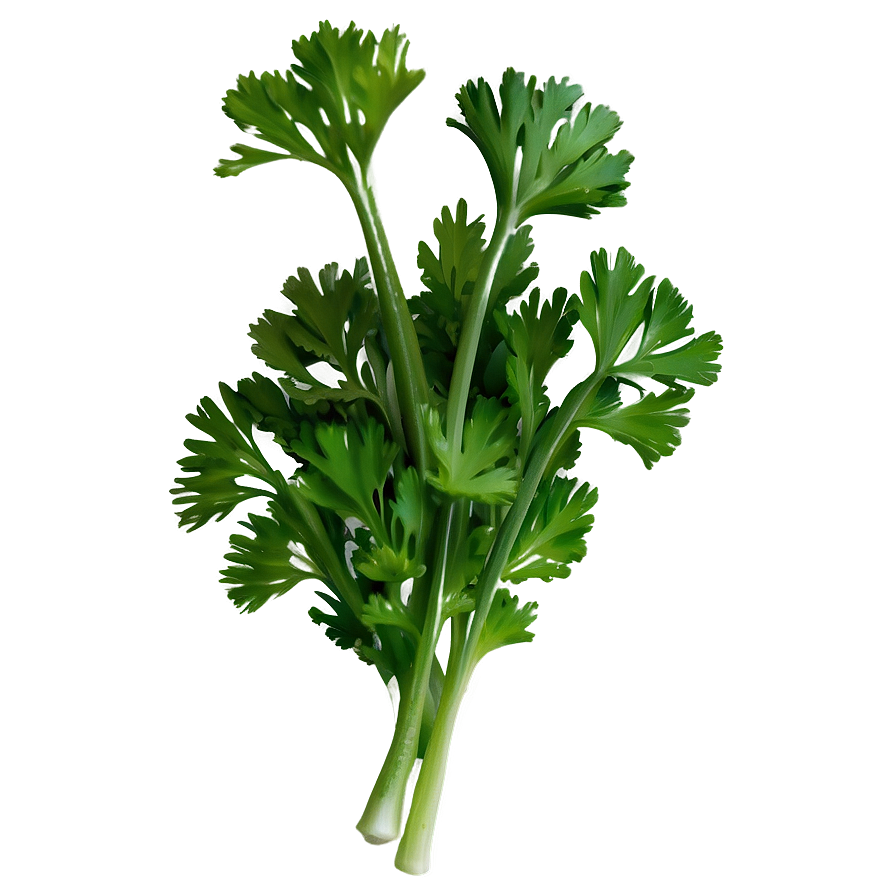 Cilantro Garnish Png 06212024 PNG Image