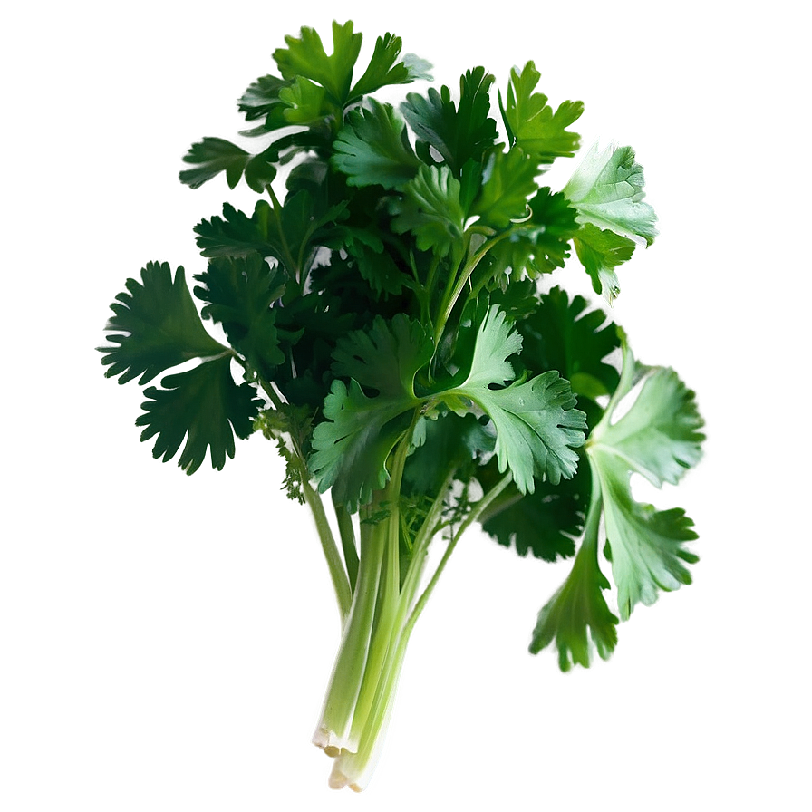 Cilantro Herb Png 33 PNG Image