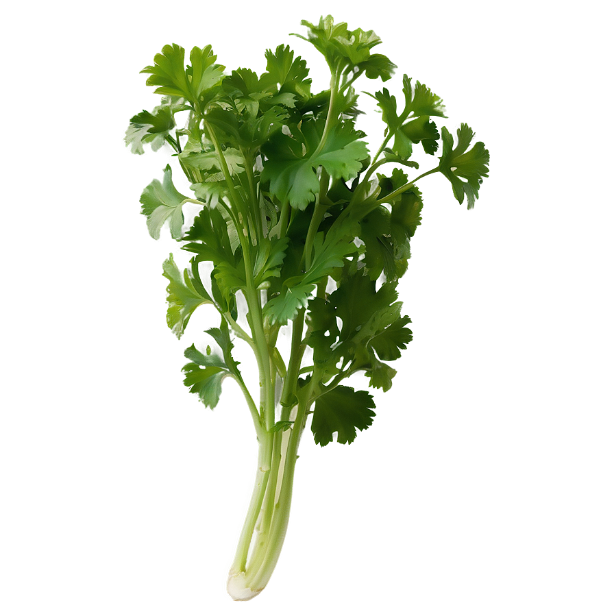 Cilantro In Garden Png Jya PNG Image