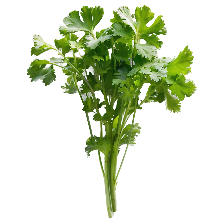 Cilantro In Garden Png Mpl66 PNG Image