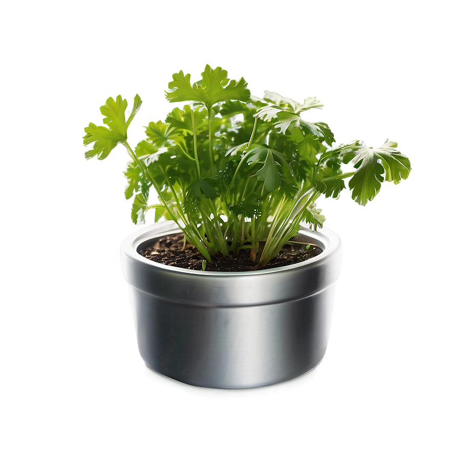 Cilantro In Pot Png 06212024 PNG Image