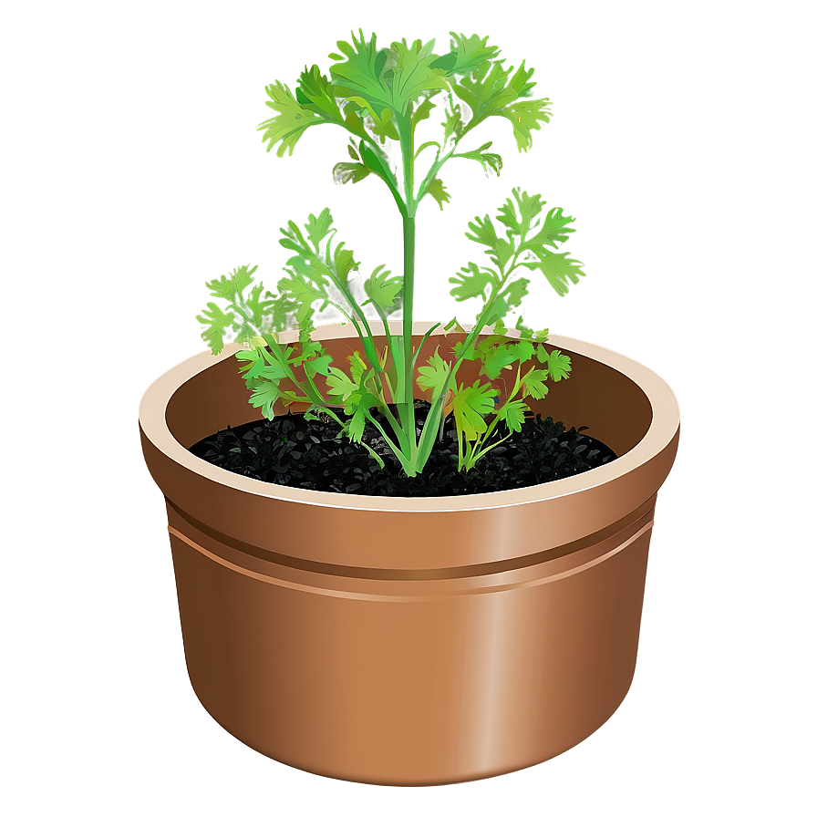 Cilantro In Pot Png Vxn PNG Image