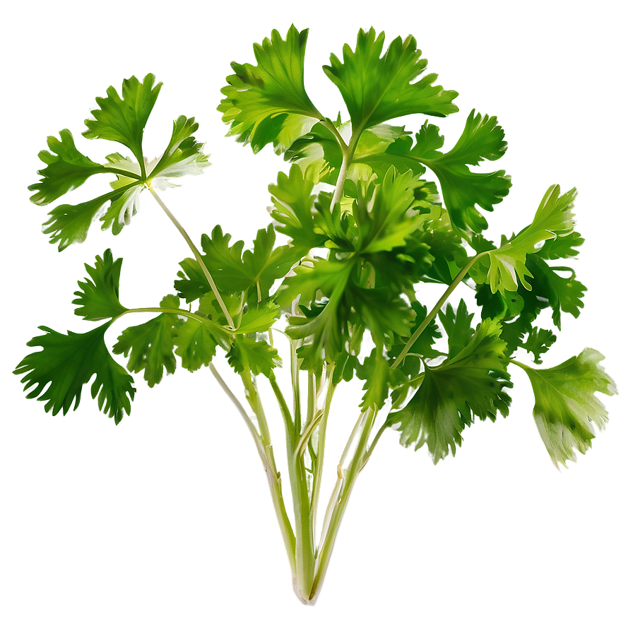 Cilantro Leaves Closeup Png Mbq1 PNG Image