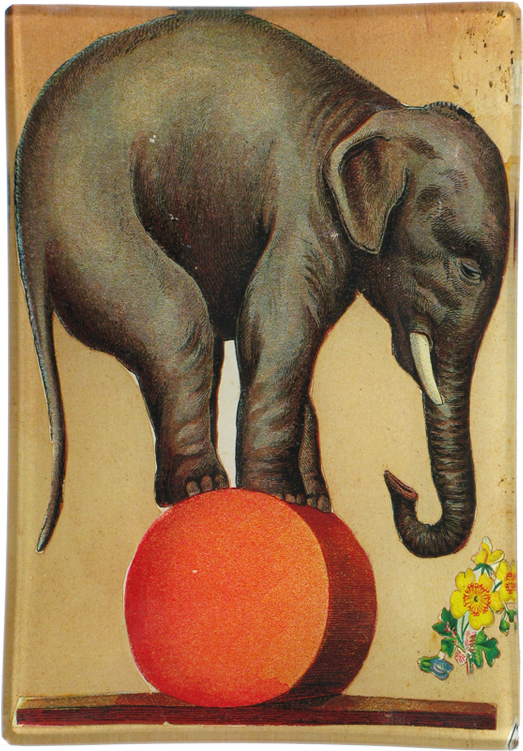 Circus_ Elephant_ Balancing_on_ Ball PNG Image