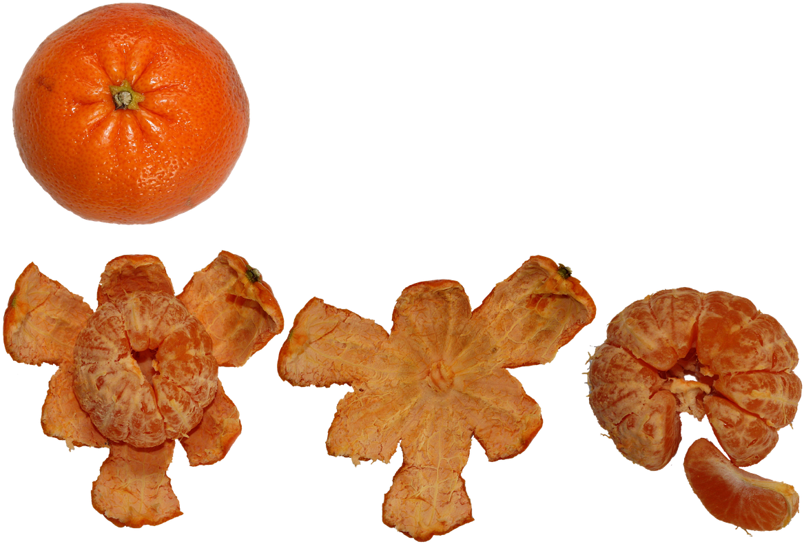 Citrus Fruit Progression PNG Image