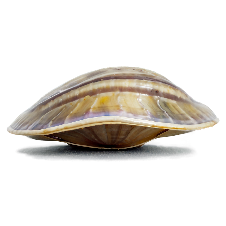 Clam In A Deep Dive Png Lvn PNG Image