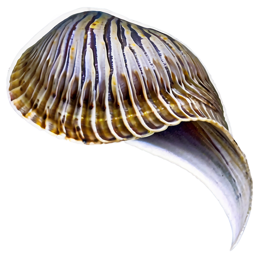 Clam In Marine Life Png Bqy52 PNG Image