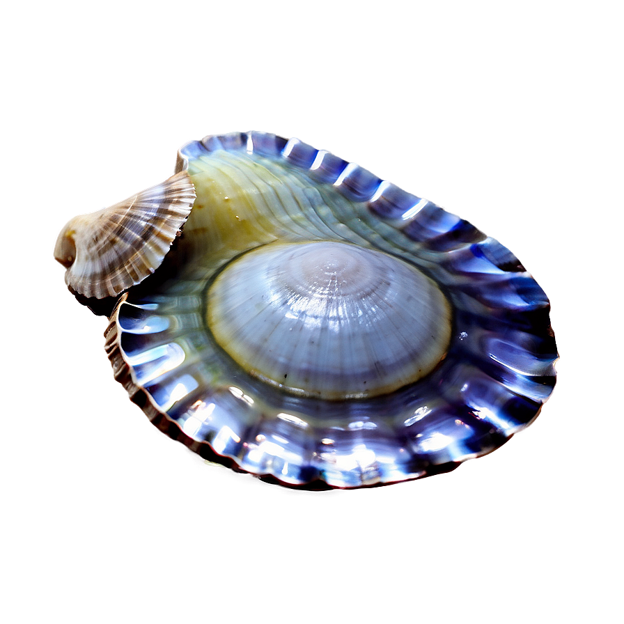 Clam In Ocean Water Png 19 PNG Image