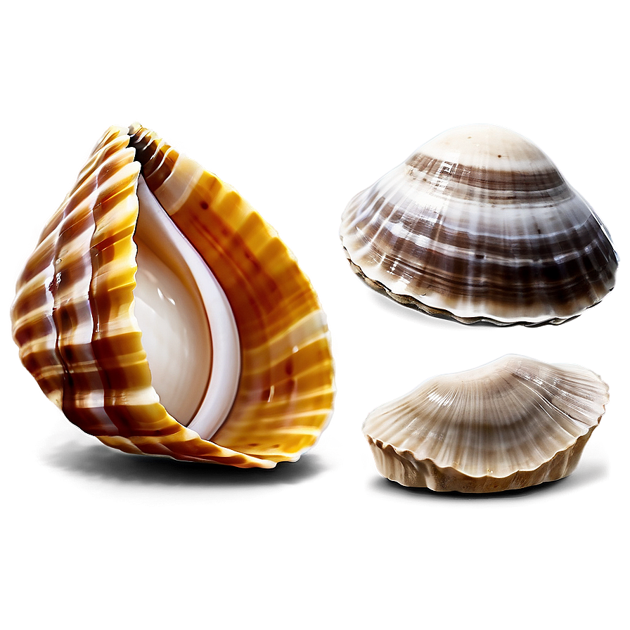 Clam In Seashell Collection Png 05242024 PNG Image