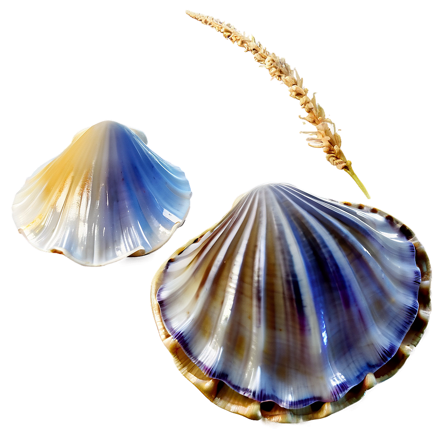 Clam In Seashell Collection Png 71 PNG Image